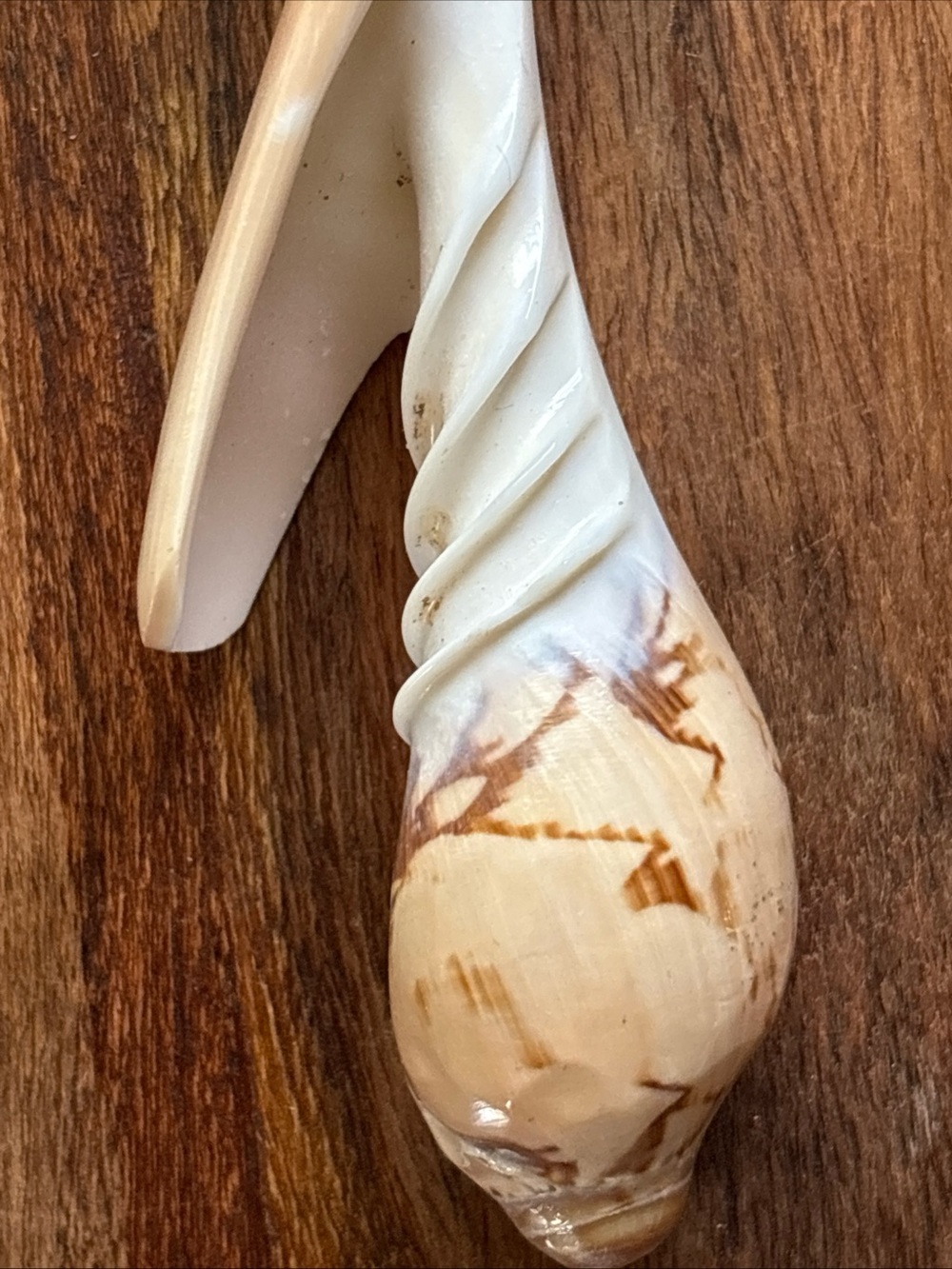 Beautiful and unique fork & spoon hand carved conch sea shell - Picture 11 of 12